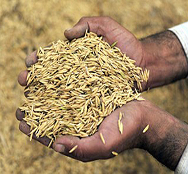Producing More for Indian Farmer